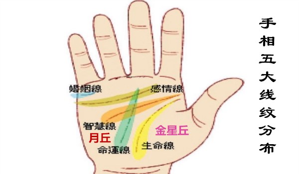 手纹线各代表什么（女人手掌纹路图解右手）-5