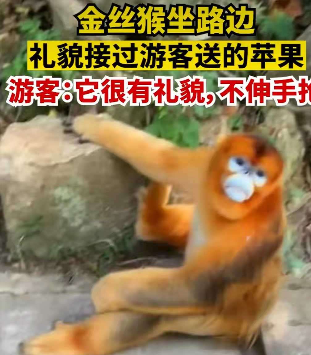 金丝猴坐路边礼貌接过游客苹果！峨眉山的猴，为啥会嚣张异常呢？
