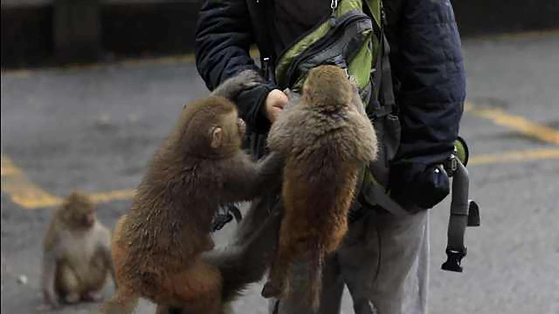 金丝猴坐路边礼貌接过游客苹果！峨眉山的猴，为啥会嚣张异常呢？