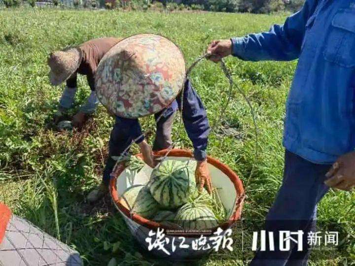 吃空30亩西瓜地，20天吃掉1万斤西瓜，杭州这个社区居民：我们自己都震惊了