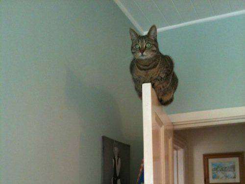 为何猫咪喜欢爬高（猫喜欢爬高的原因与破解办法）