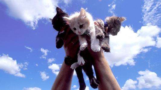 为何猫咪喜欢爬高（猫喜欢爬高的原因与破解办法）