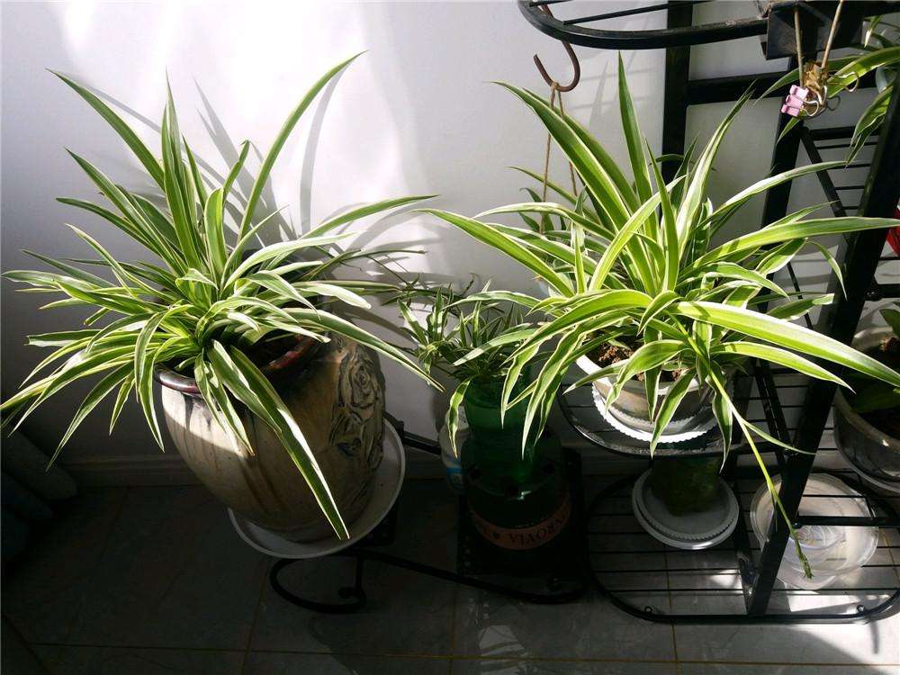 适合室内养的绿植有哪些（这7种绿植是“空气净化小能手”）
