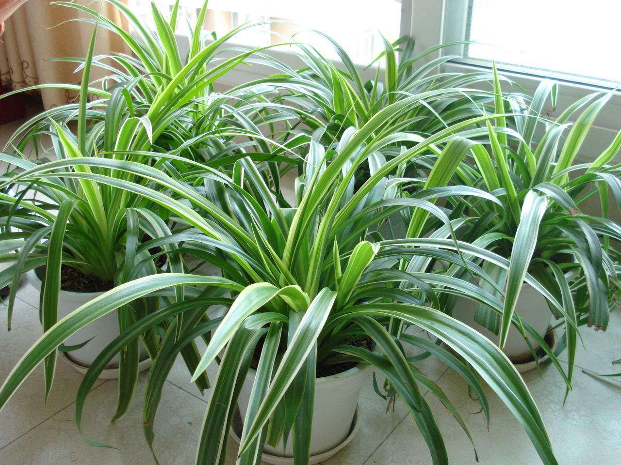 适合室内养的绿植有哪些（这7种绿植是“空气净化小能手”）